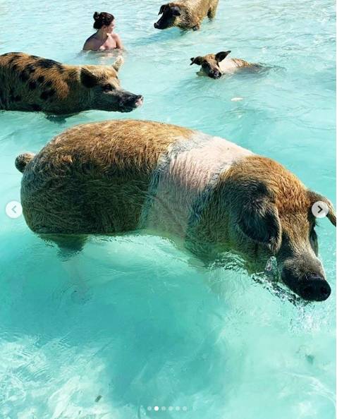 猪年摸猪头!祖巴茨携未婚妻共游浪漫猪岛