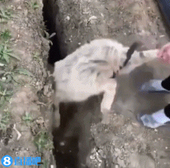 今日趣图:新假条到手,回去睡觉打游戏咯......