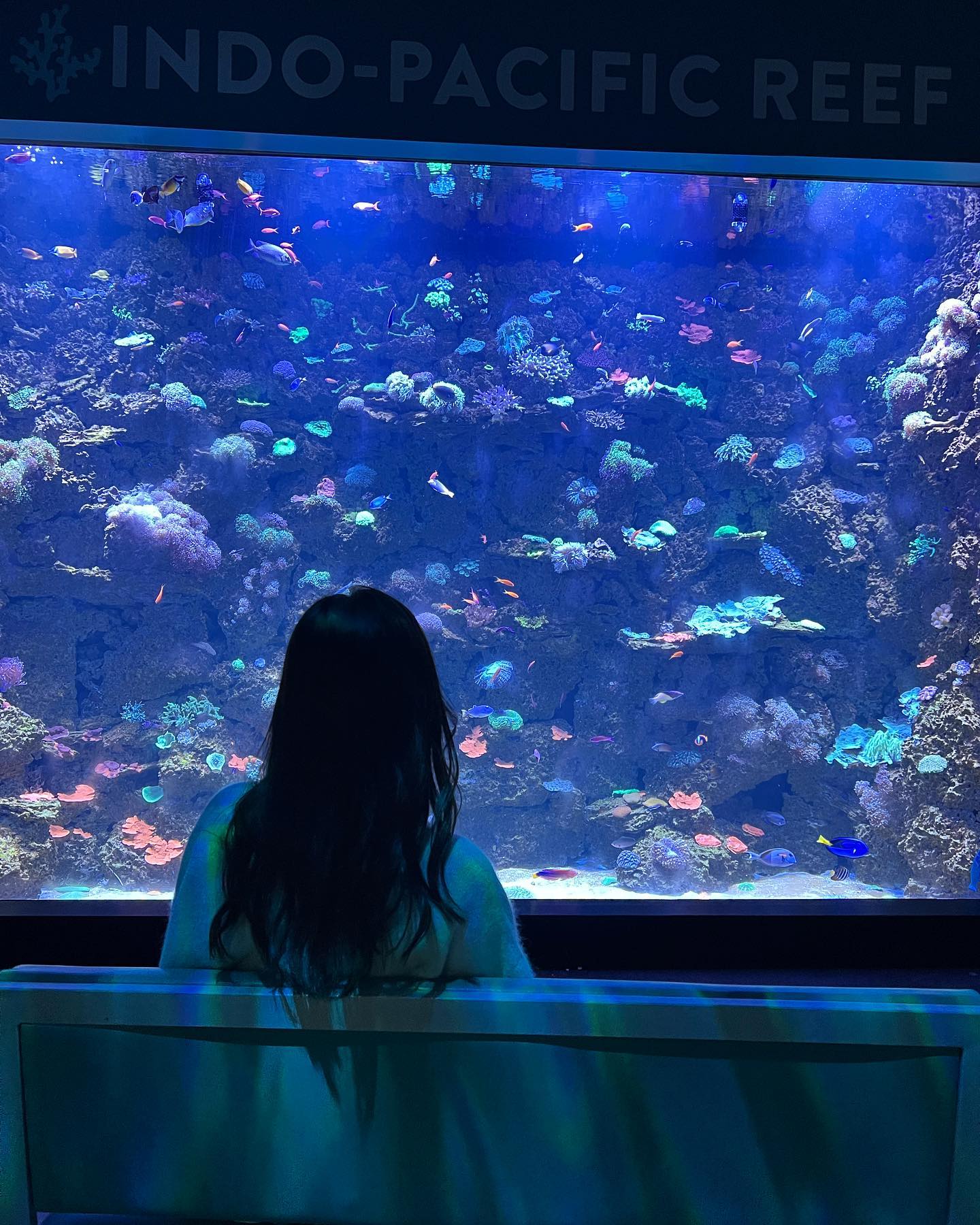 跟着丈夫游遍美国!渡边妻子晒亚利桑那水族馆 WC里竟能看到大鲨鱼