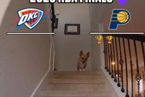网红柯基犬Air Corgi宣布NBA总决赛预测结果