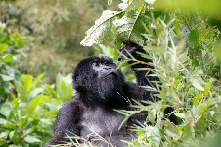 拉莫斯、纳瓦斯等巴黎四将在卢旺达参加自然活动，探寻大猩猩家园