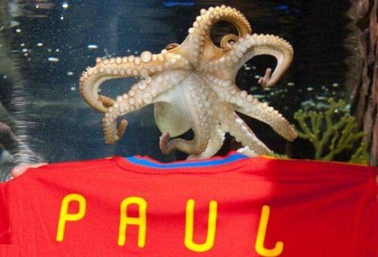 南非世界杯预测之神，真正的大英帝星章鱼保罗