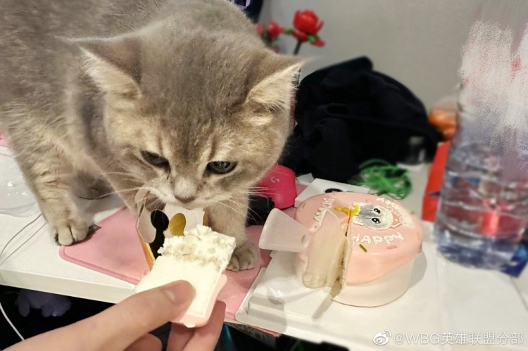 WBG分享Xiaohu宠物麻薯生日返图：是一岁生日的快乐小猫咪!