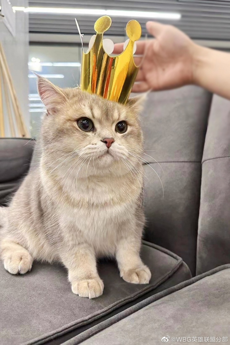 WBG分享Xiaohu宠物麻薯生日返图：是一岁生日的快乐小猫咪!