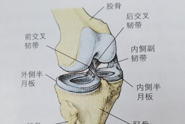 小科普：半月板撕裂手术恢复需要6周至3个月 康复期需更长的时间