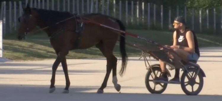 约基奇：我把马🐎看作是运动员 每匹马都有不一样的性格