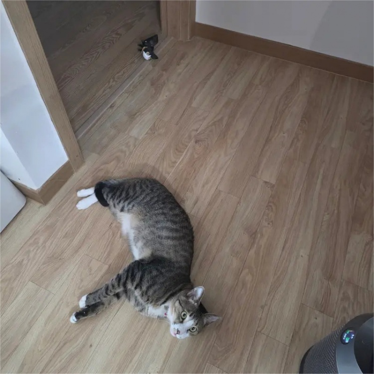 Viper发布新年祝福:希望2026年大家都幸福 我会努力到最后的