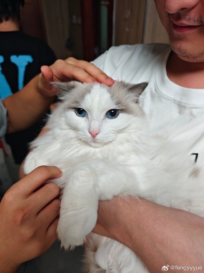 fengyue晒宠物猫照：给大家留下两张图片，我们骑士之路见！