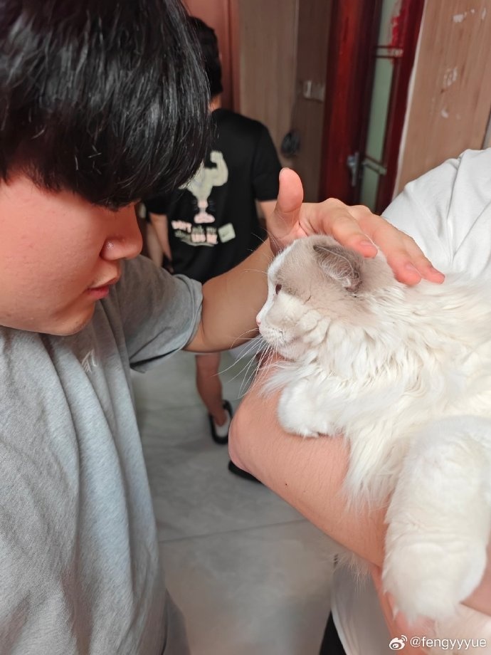 fengyue晒宠物猫照：给大家留下两张图片，我们骑士之路见！
