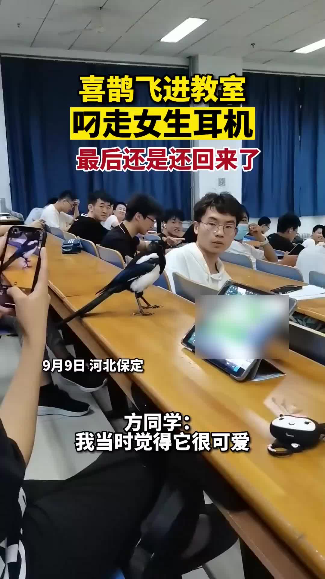 开个小玩笑！喜鹊飞进教室叼走耳机又还回来