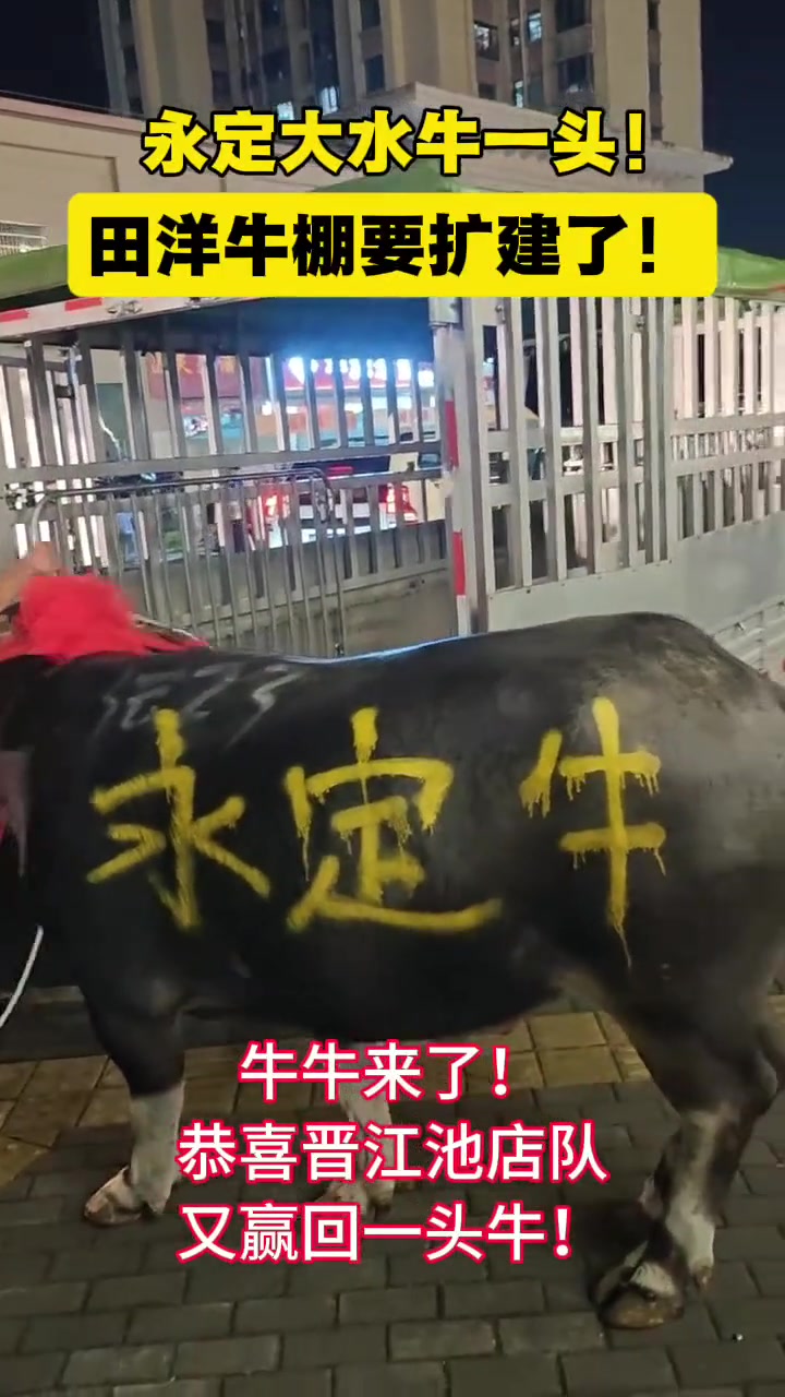 永定大水牛一头！田洋牛棚要扩建了！