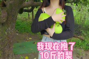 这梨是真的大！同曦老板儿媳亲自爬树摘梨~