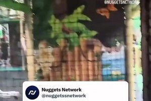 有点可爱呢！网友：公共场合发现约基奇，抓到稀有宝可梦！