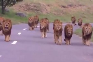 球迷恶搞：加拉塔萨雷在老特拉福德表现