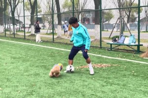 狗都知道不要轻易伸脚！