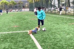 兄弟，你这被狗晃倒可不多见哦