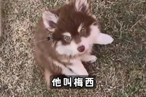偶像！赖因德斯之前给狗取名“梅西”，因为他是世界最佳球员！