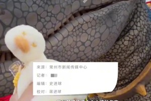 苏超常州请来多只恐龙助阵比赛 ，网友：万一有龙则“零”怎么办