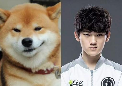 jackeylove本人与柴犬图对比:【最终作品】