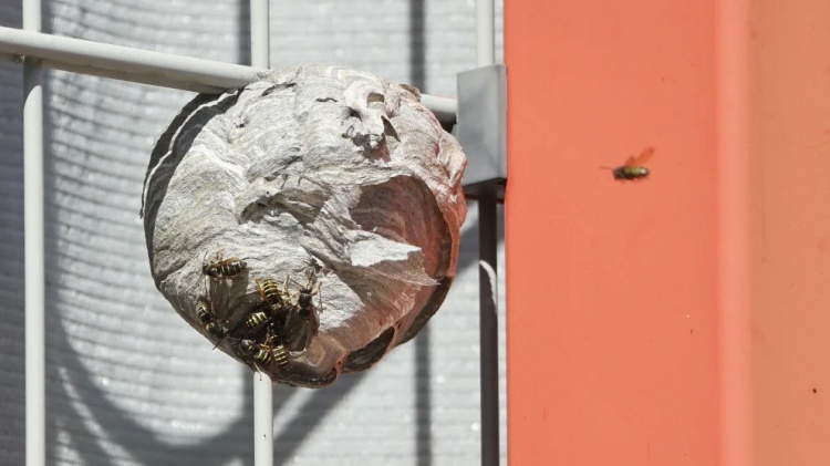 嗡嗡嗡嗡图片报拜仁训练场惊现大型马蜂窝