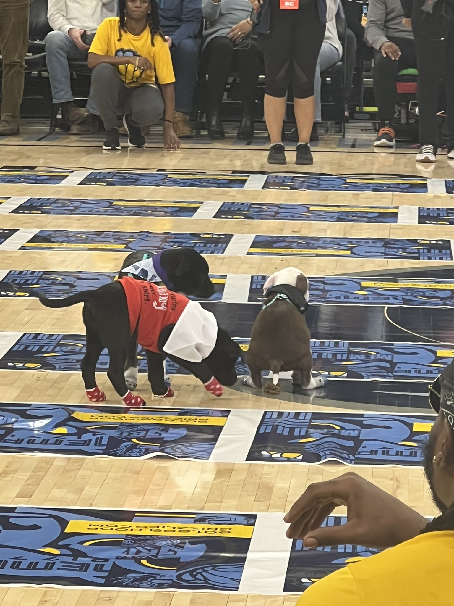 💩灰熊主场举办狗狗赛跑 但有选手来了一记“Logo shit”