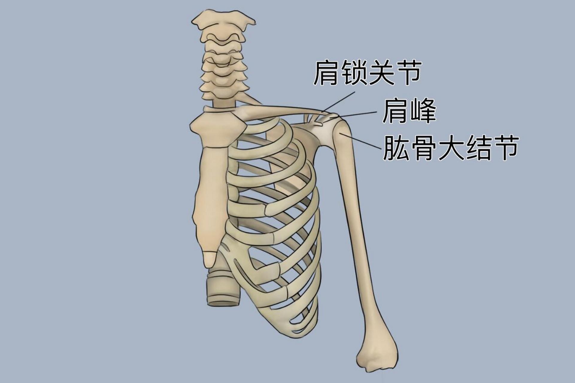 🤕灰熊官方：莫兰特右肩AC关节一级扭伤 每周观察！