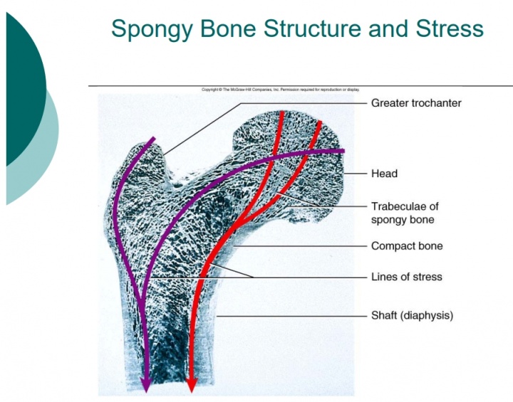 【小科普】腿部骨折比前十字韧带撕裂更严重吗？哪个恢复期更长？