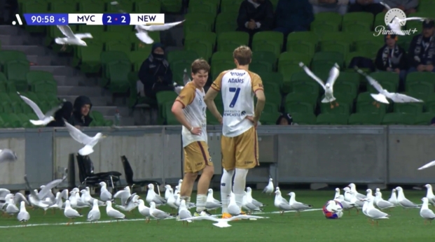 名场面！澳超数十只海鸥飞进球场，两队球员淡定继续比赛