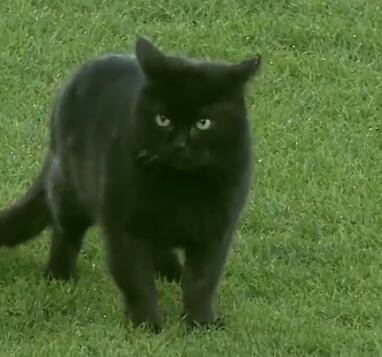 走错片场，一只黑猫闯入球场观战埃弗顿比赛