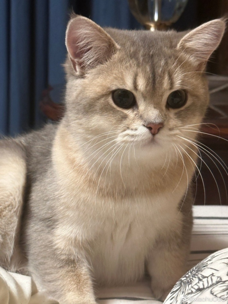 Xiaohu更博晒猫照:苗条版麻,已经回不去了-直播吧