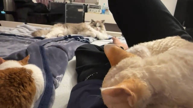 Wink分享日常生活：每天被猫猫霸占床什么意思！