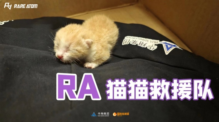 RA分享救援小猫日记：从引擎盖里惊险救出打算之后养在基地