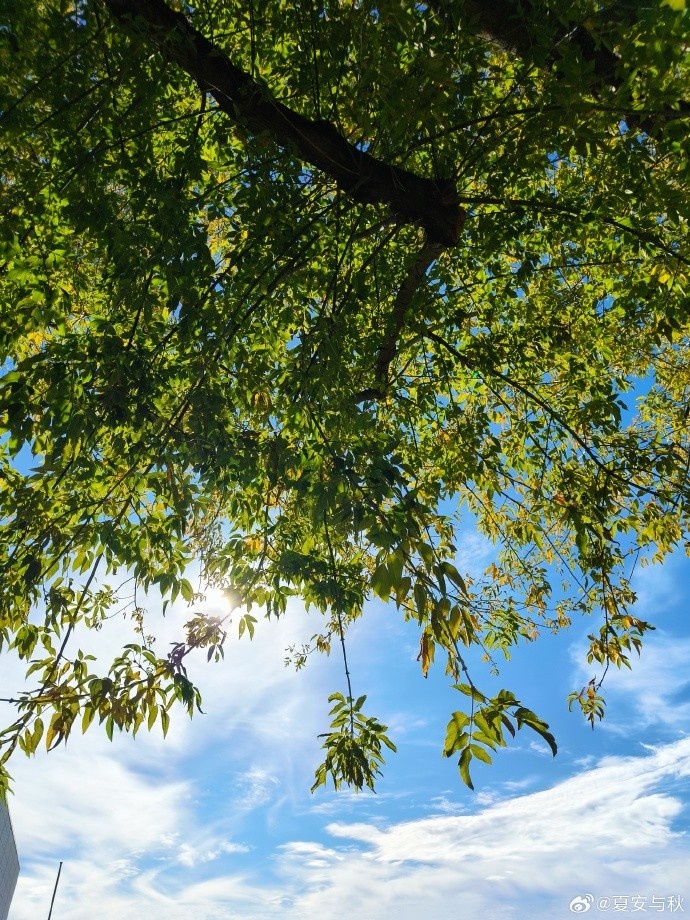 夏安晒照：芜湖~柏林天气很不错涅，很喜欢这种秋天的感觉嘎嘎