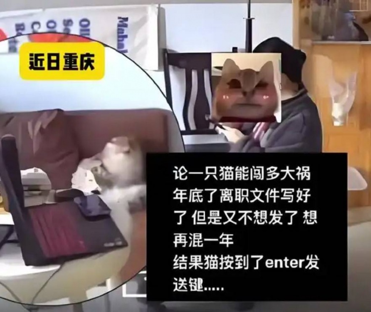 小猫替你做决定！女子犹豫是否辞职，小猫出现按下辞职报告发送键