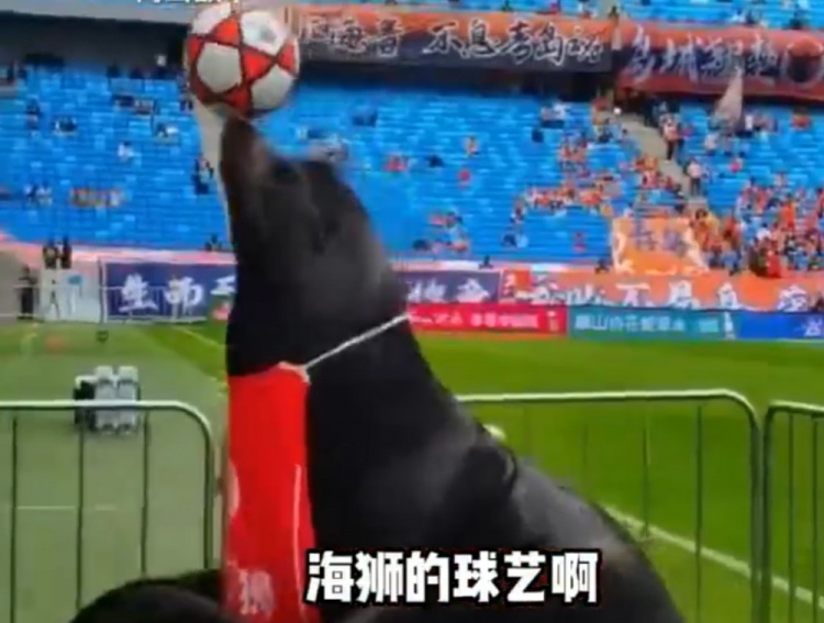 中超齐鲁德比请来海狮助阵，现场进行顶球表演