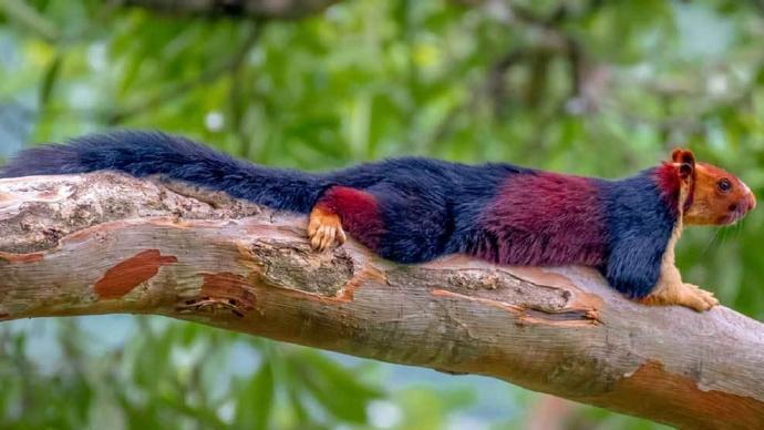 巴萨吉祥物?一印度摄影师拍摄的红蓝色松鼠走红网络