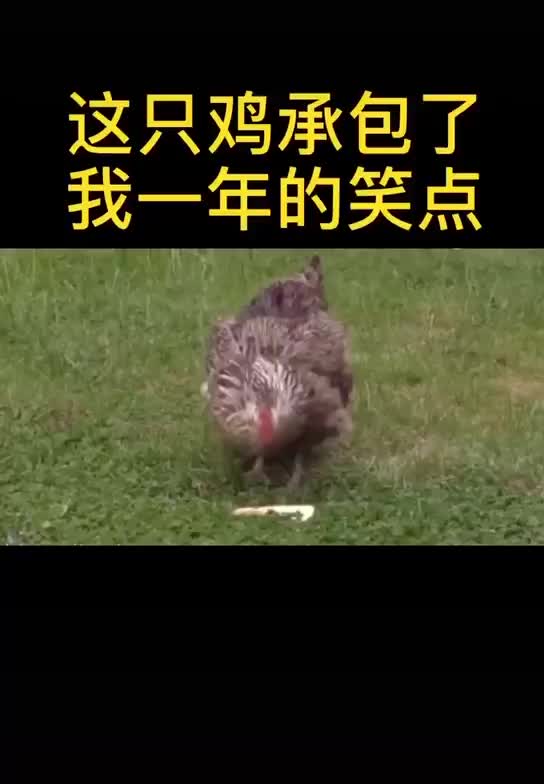 据说这只鸡能承包你一天的笑点
