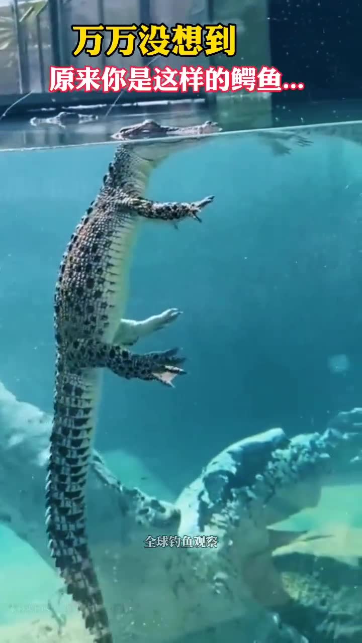 万万没想到水下的鳄鱼是这种状态