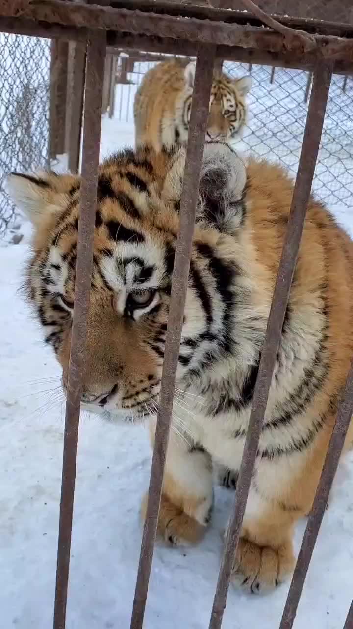 4个月大的小老虎蛮可爱的