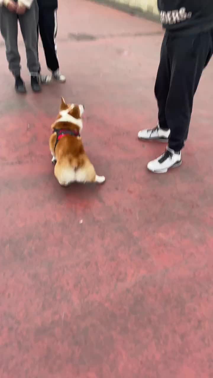 小伙子这假动作 把对手晃成狗了