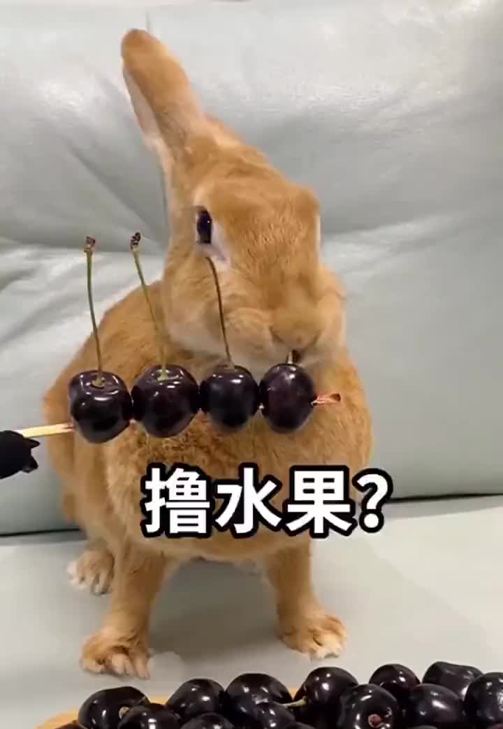 哈哈哈小兔子是如何吃樱桃的