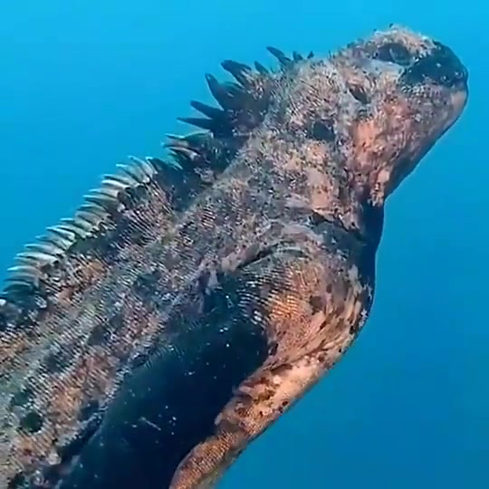 海鬣蜥这就是哥斯拉本拉了吧