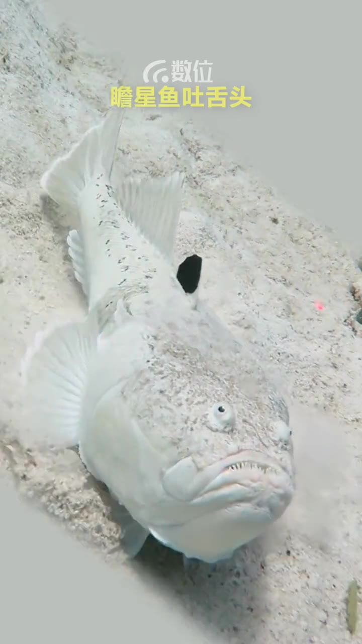 见过瞻星鱼吐舌头吗