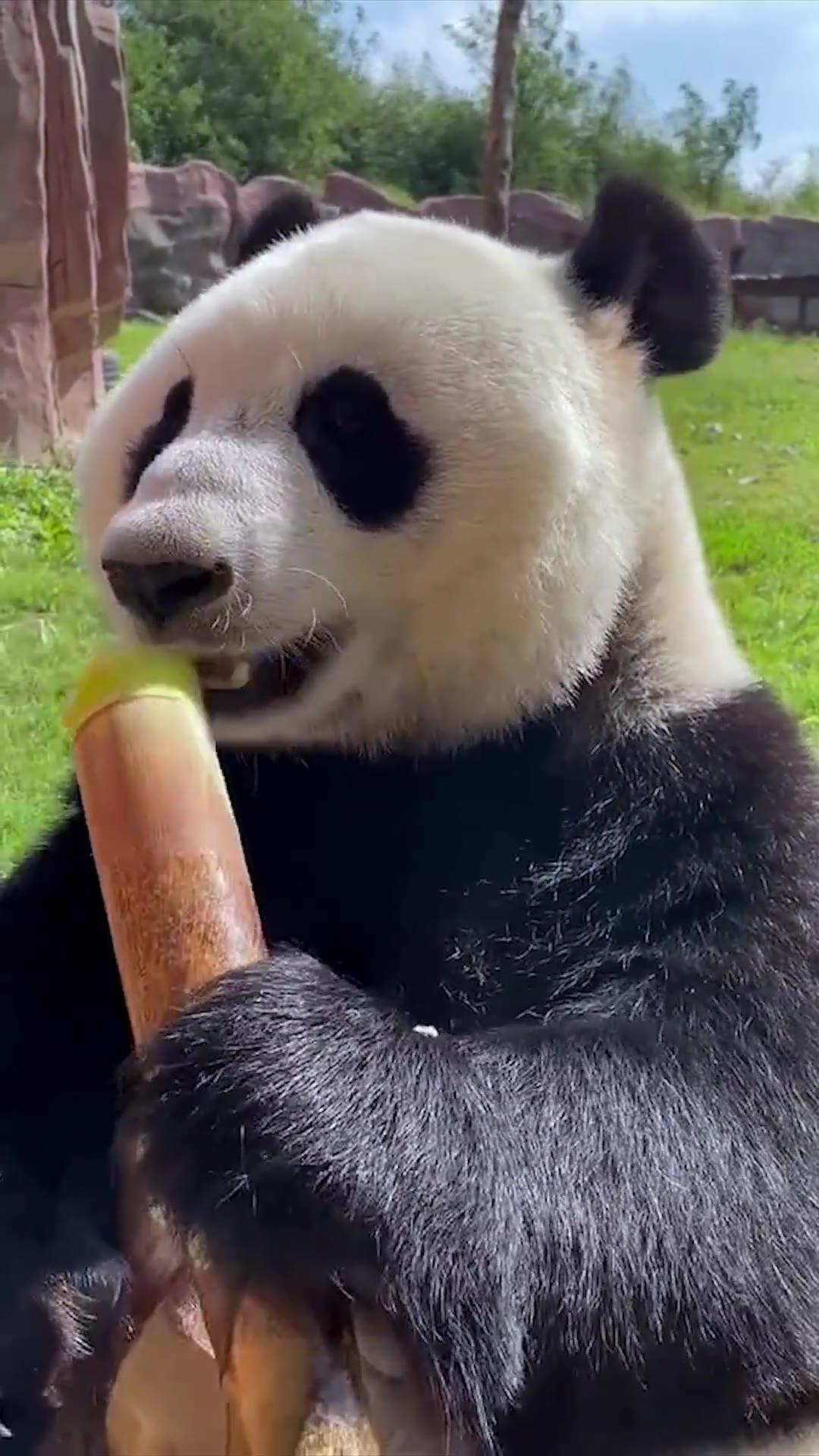 完整版熊猫高清在线吃竹笋_哔哩哔哩_bilibili