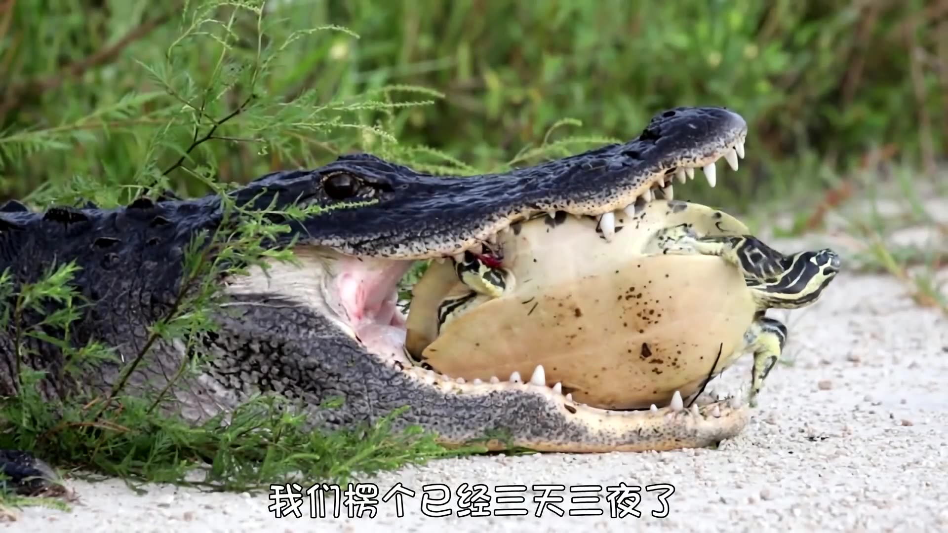 229公斤鳄鱼吃掉一美国男子，先拧下胳膊，然后吞掉上半身