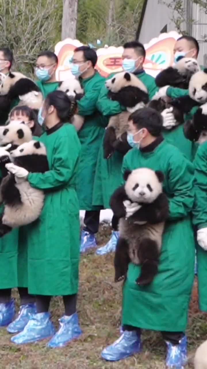 人手一只小熊猫到处都是嘤嘤声-直播吧zhibo8.cc