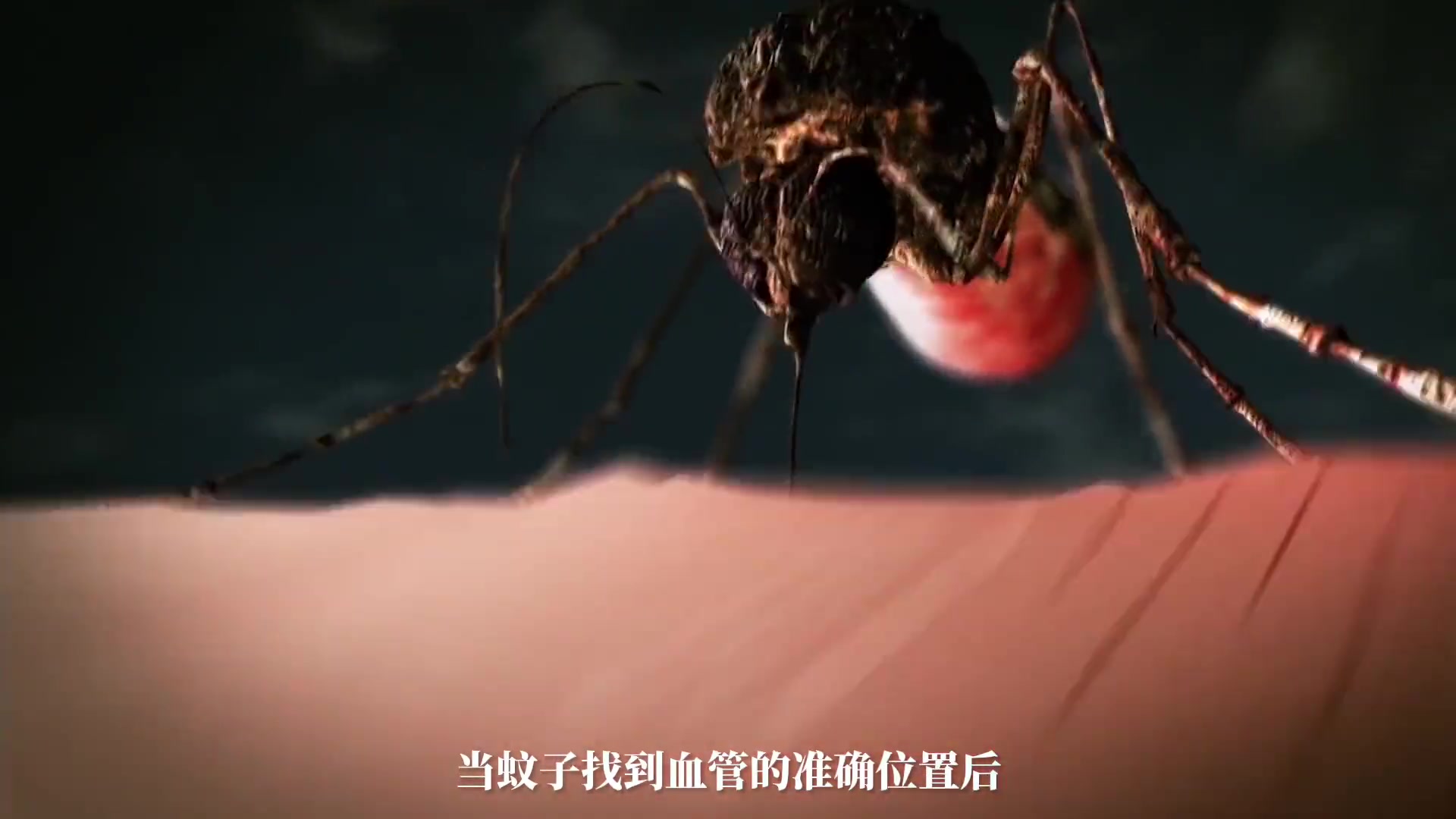 交配后才吸血？蚊子如何在短暂的一生中，让我们对其深恶痛绝？
