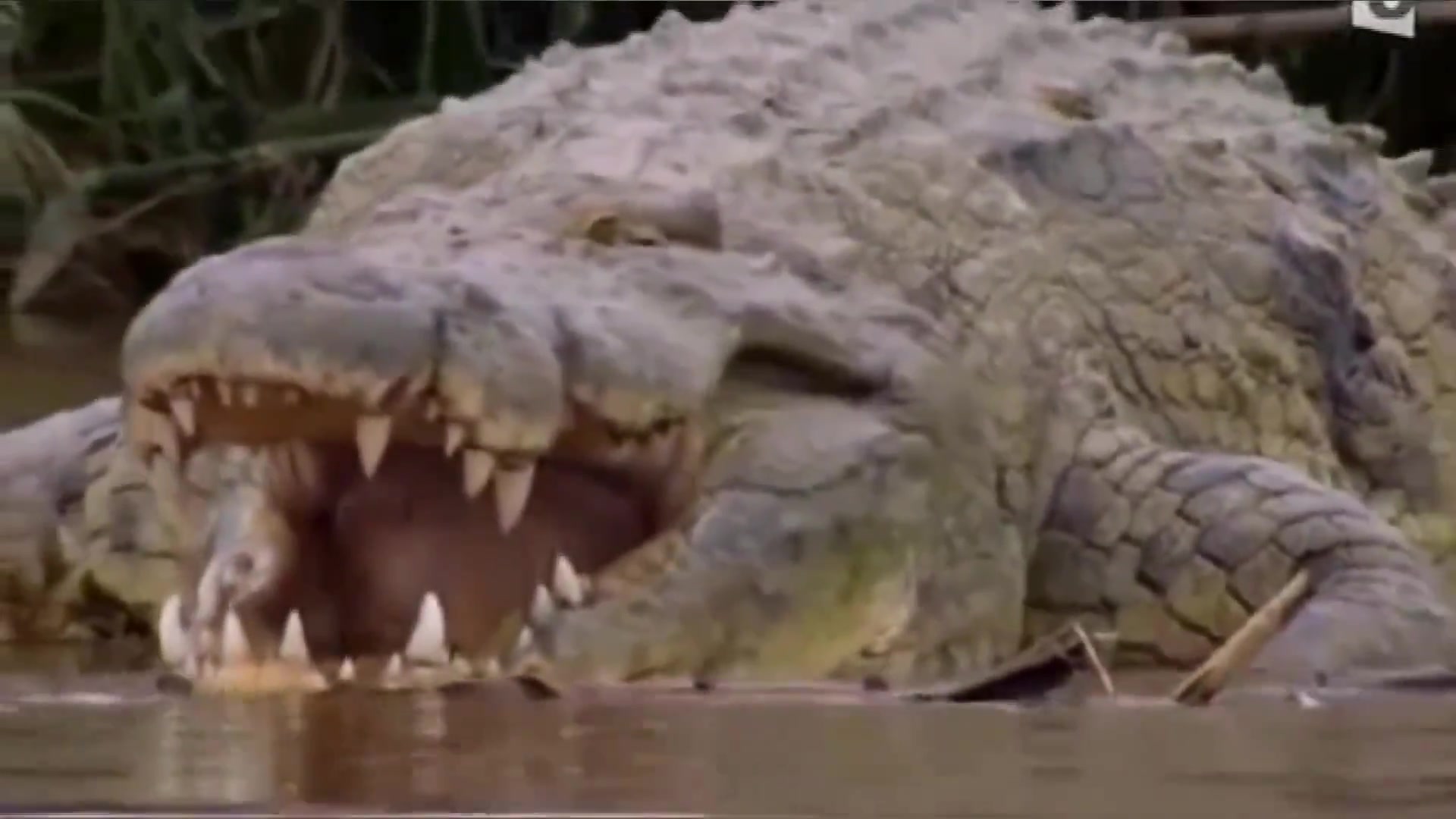 奇闻：恐鳄，能吞噬暴龙的史前巨鳄，身长可达15米，体重可达9吨 - 哔哩哔哩