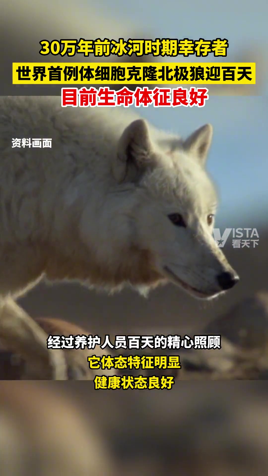 30万年前的幸存者！克隆北极狼迎来百天-直播吧