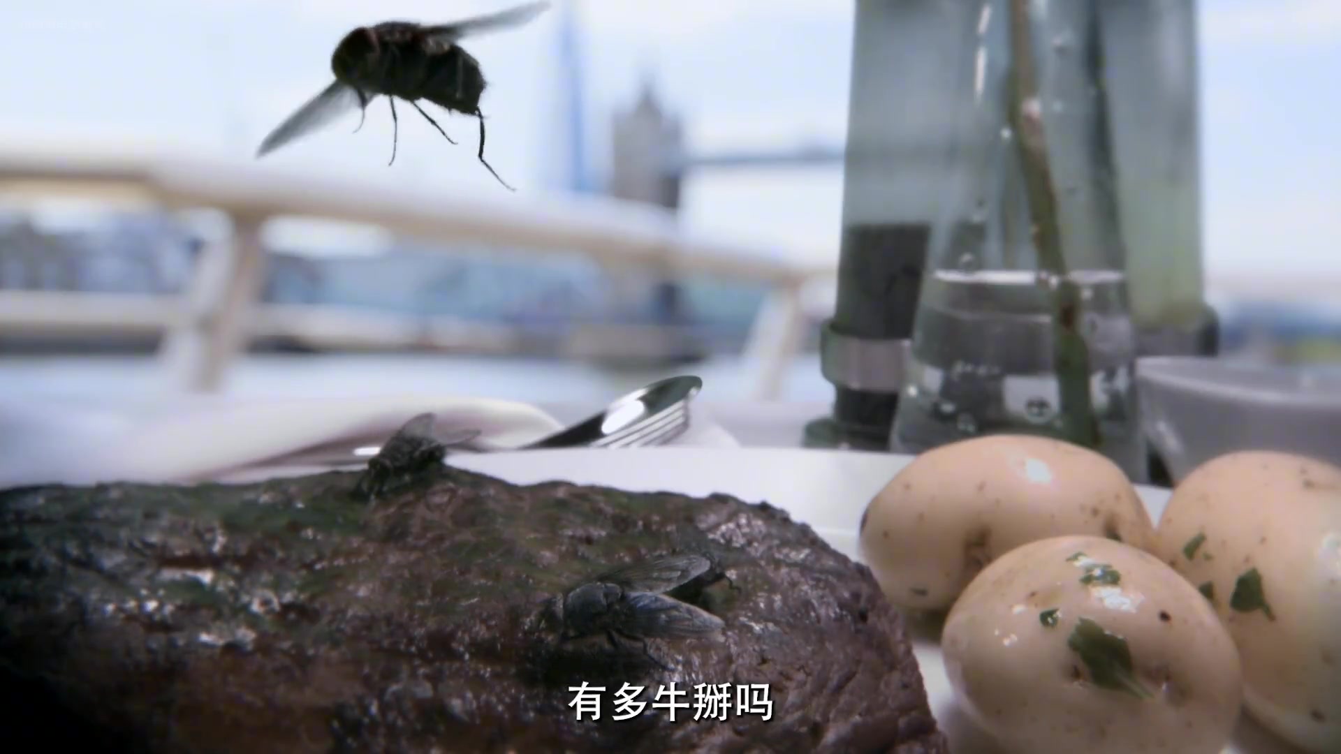 小苍蝇大学问,飞行技巧堪称昆虫界的喷射战机-直播吧
